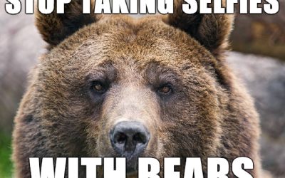 Stop Taking Selfies with Bears