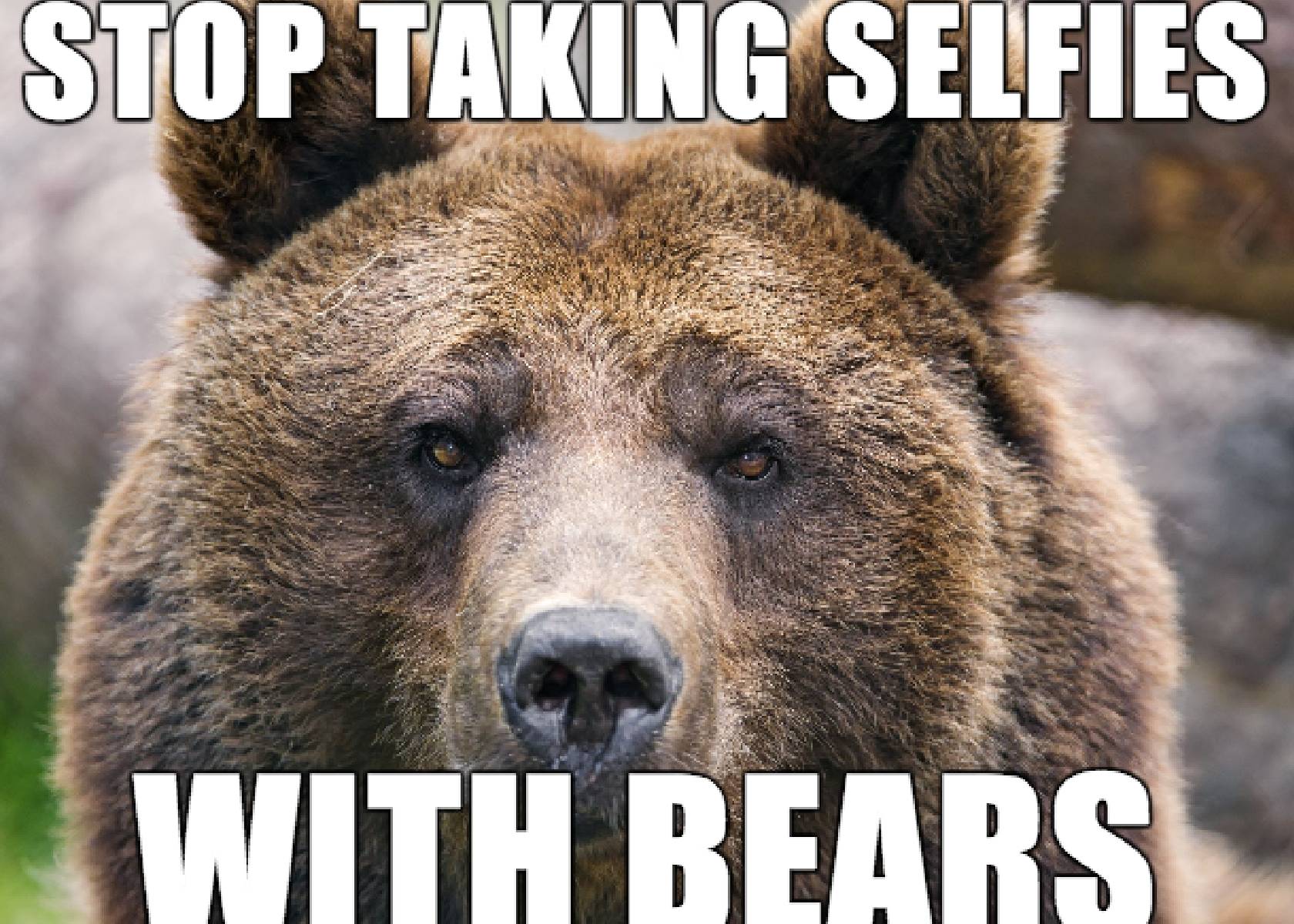 Stop Taking Selfies with Bears